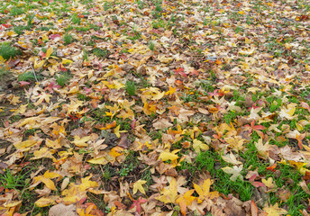 Hojas caídas en el jardín en otoño