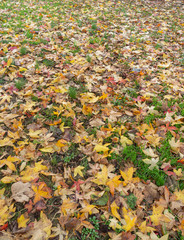 Hojas caídas de otoño en el jardín 1