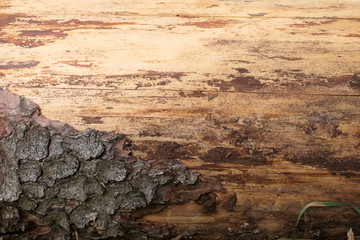 sturkturierter brauner Baumstamm aus Holz mit Rinde als Hintergrund oder Untergrund mit Freiraum für Text