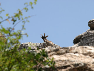 Mountain goat peeking behind some rocks in the mountain
