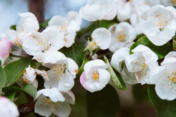 white blossoms