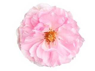 Top view single blooming pink rose on isolated white background