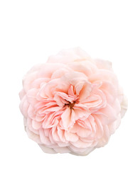 Single top blossom pink rose on isolated white background 