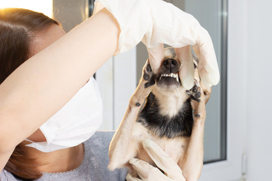 Medicine for animals. The girl a veterinarian examines the dogs of the toy terrier, check teet