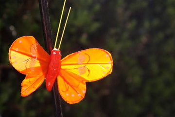 Orange Butterfly