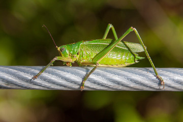 Grillo verde