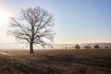 hazy field in sunshine with naked tree