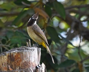 Bulbul on perch.