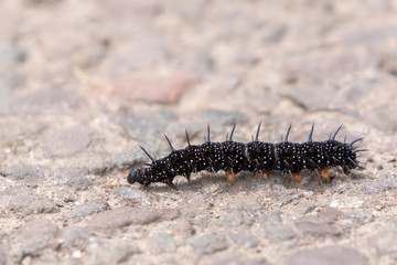 Peacock Butterfly Caterpillar