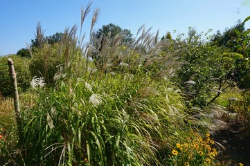 The territory of a well-groomed beautiful park in the summer.