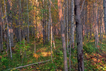 forest in autumn