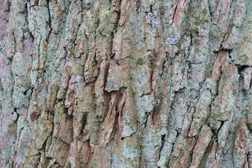 bark tree wood nature background