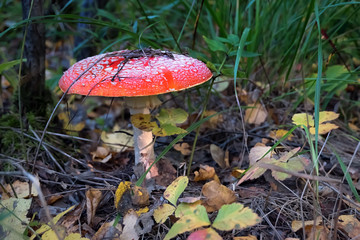 Autumn poisonous mushroom