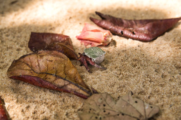 Einsiedlerkrebs am Strand