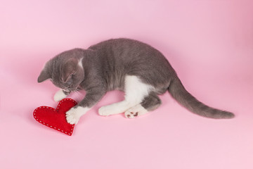 Grey kitten plays with red heart on a pink background. The concept of a Valentine's Day card.