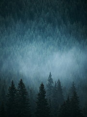 Foggy forest landscape