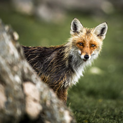 Wild red fox portrait in the wilderness