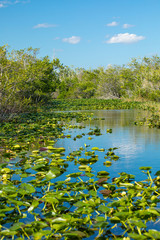 Wild swamps. Everglades River and Grass. Florida. USA. 