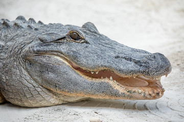 Alligator head. Everglades National Park. Florida. USA. 