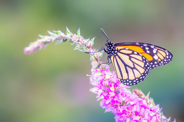 Fototapeta na wymiar A beautiful monarch butterfly or simply monarch (Danaus plexippus) feeding on purple / pink flowers in a Summer garden. Blurry green background. Precious Orange butterfly