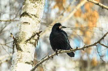 Beautiful and big black crow sitting on a branch in cold winter weather, a beautiful bright background