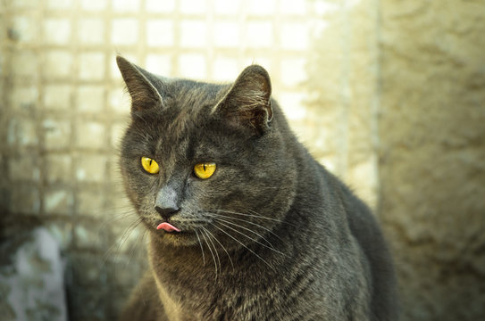 Gray cat in the winter sunshine shows tongue, funny meme photo, close portrait