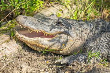 Alligator head. Everglades National Park. Florida. USA. 