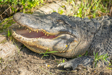 Alligator head. Everglades National Park. Florida. USA. 