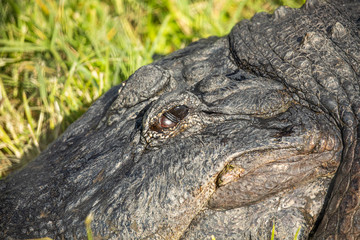 Alligator head. Everglades National Park. Florida. USA. 