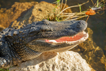 Alligator head. Everglades National Park. Florida. USA. 