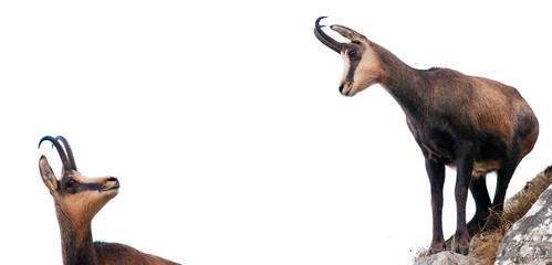 wild chamois goat isolated on white background. looking up