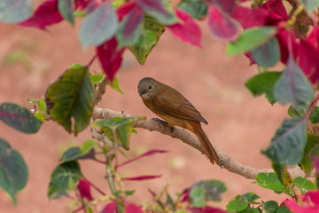 tiê-preto (fêmea)- Tachyphonus coronatus