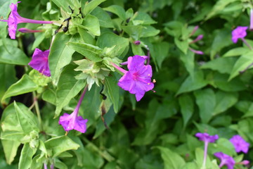 purple flowers in the garden
