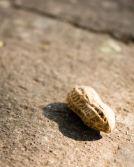 single peanut close up macro  
