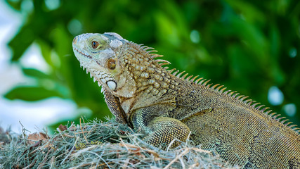 Closeup of cute green Iguana on the green grass with blurred green background