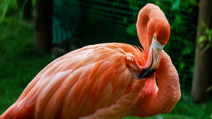 Close up of a gorgeous American flamingo (Phoenicopterus ruber) cleaning its feathers and green trees as background