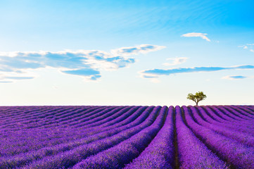 Naklejka na ściany i meble Lavender fields with lonely tree near Valensole, Provence, France. Beautiful summer landscape. Blooming lavender flowers