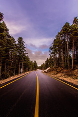 road in forest