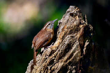 Carolina Wren (Thryothorus ludovicianus)