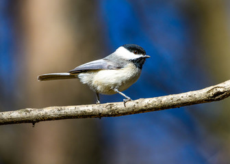 Carolina Chickadee (Poecile carolinensis)