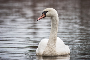 Mute Swan ( Cygnus olor ) swimming in the lake	