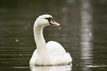 Mute Swan ( Cygnus olor ) swimming in the lake	