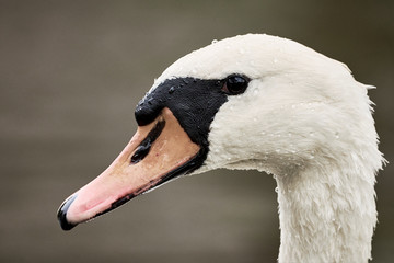 Mute Swan Head Closeup ( Cygnus olor ) 