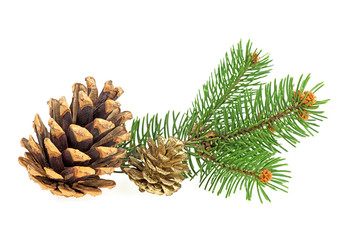 Pine branch with pine cones isolated on white background. Christmas background.