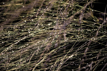 drops after rain on grass