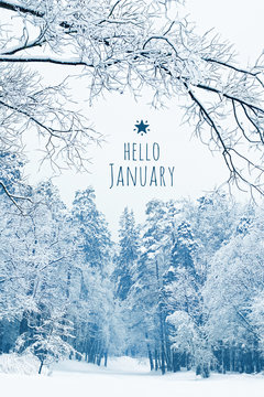hello January. concept of winter season, month January. winter landscape with snow covered trees. beautiful snowy winter forest. 