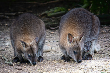 Pair of kangaroos eating food