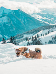 Games and snowy walk in the Swiss Alps, with his puppy Sheba Inu