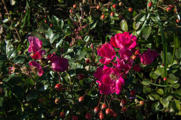 Bush with small roses. Pink roses.