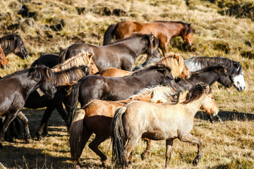 Naklejka na ściany i meble Troupeau de chevaux islandais en liberté dans une prairie en Islande